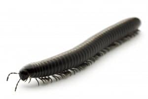 centipede-and-millipede