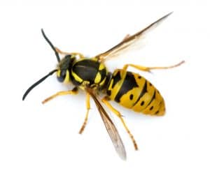 yellowjacket-pest